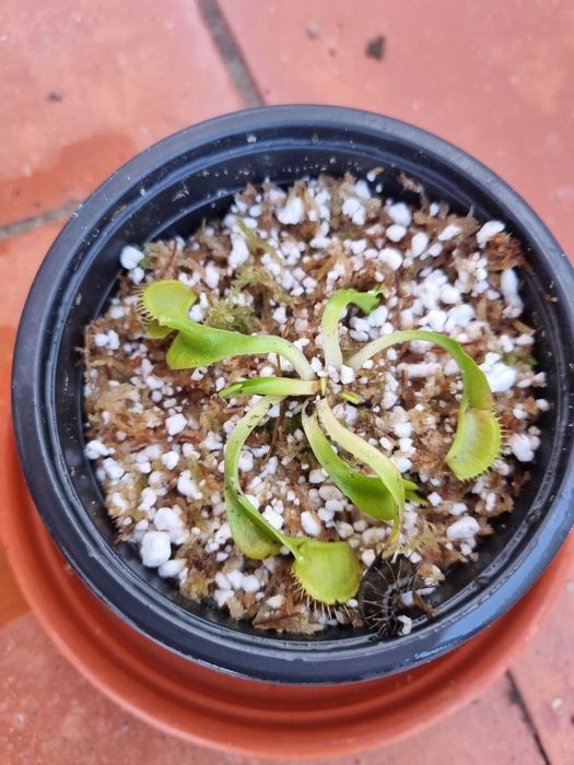 Vendo Dionea Muscipula