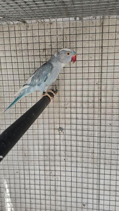 Casal ring neck malhados