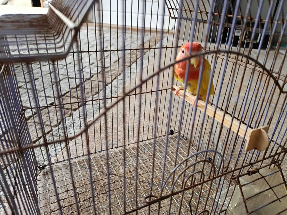 Encontrasse para cedência