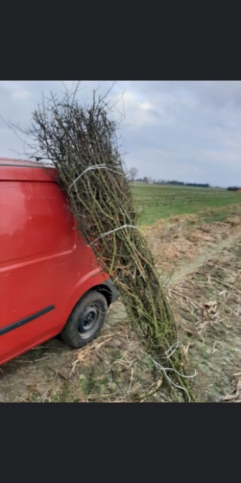 wiązki tarniny do  tężni  współpraca