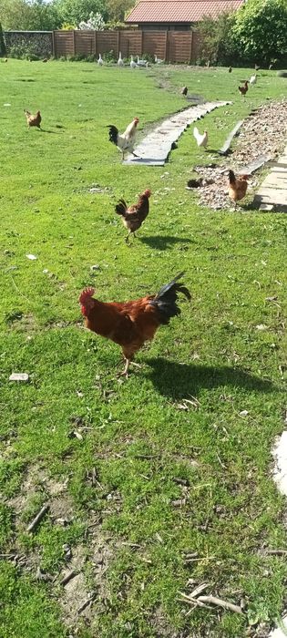 Koguty na rosół lub do dalszej hodowli