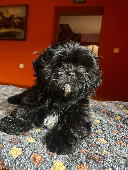Shih tzu Mamba
