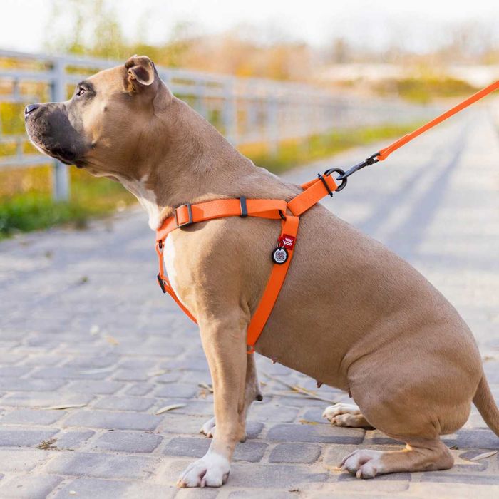 NOVO - Peitoral para Cão IMPERMEÁVEL Waudog