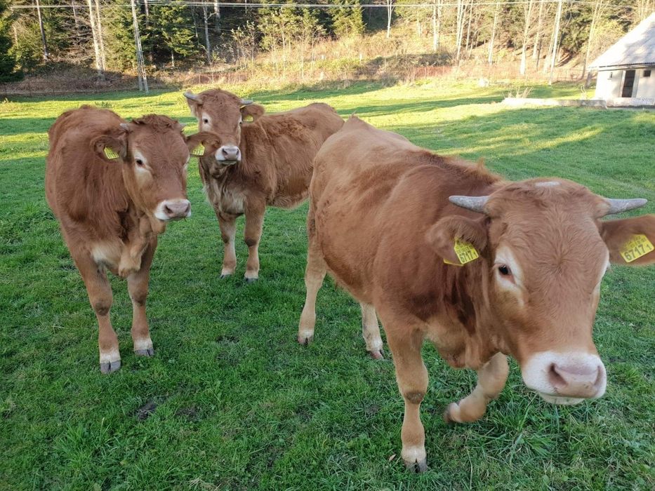 Skup bydła oraz koni