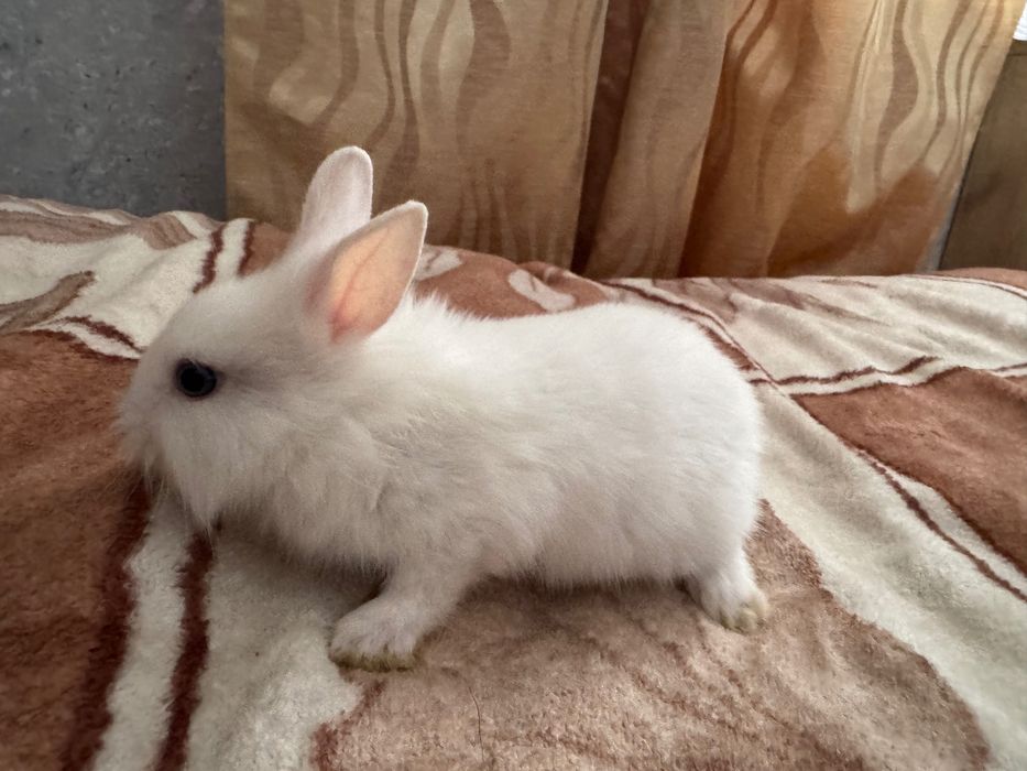 Króliki białe miniaturki