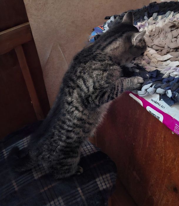 Молденькую  кошечку отдам в хорошие руки!!!