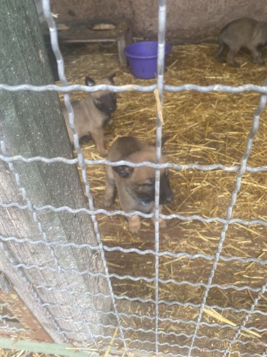 Щенки бельгійськоі вівчаркиМалінуа