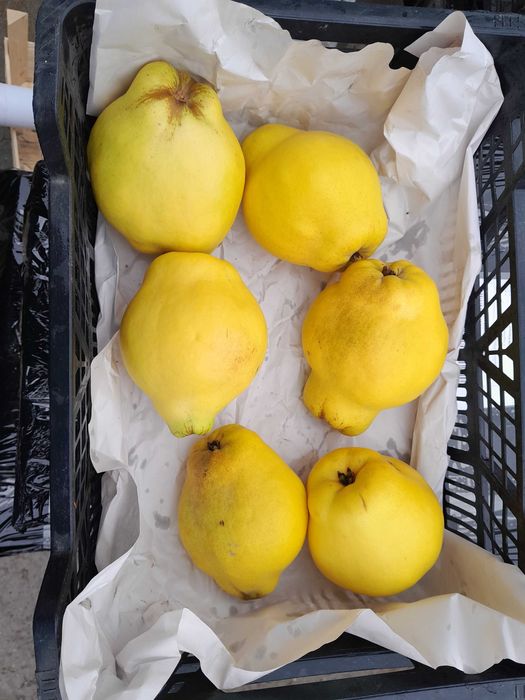 pigwa owoc Pigwa nie pigwowiec piekne owoce