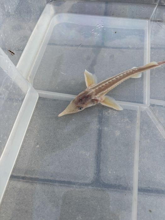 Jesiotr syberyjski albinos20cm