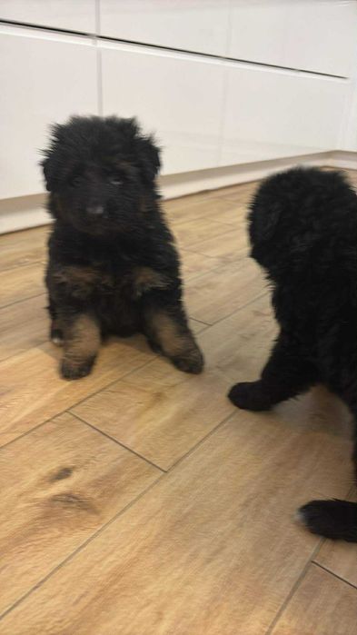 Owczarek niemiecki długowłosy