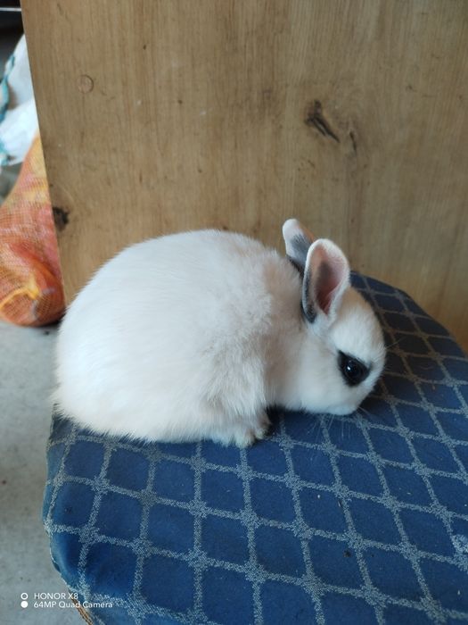 Coelhos anões dóceis