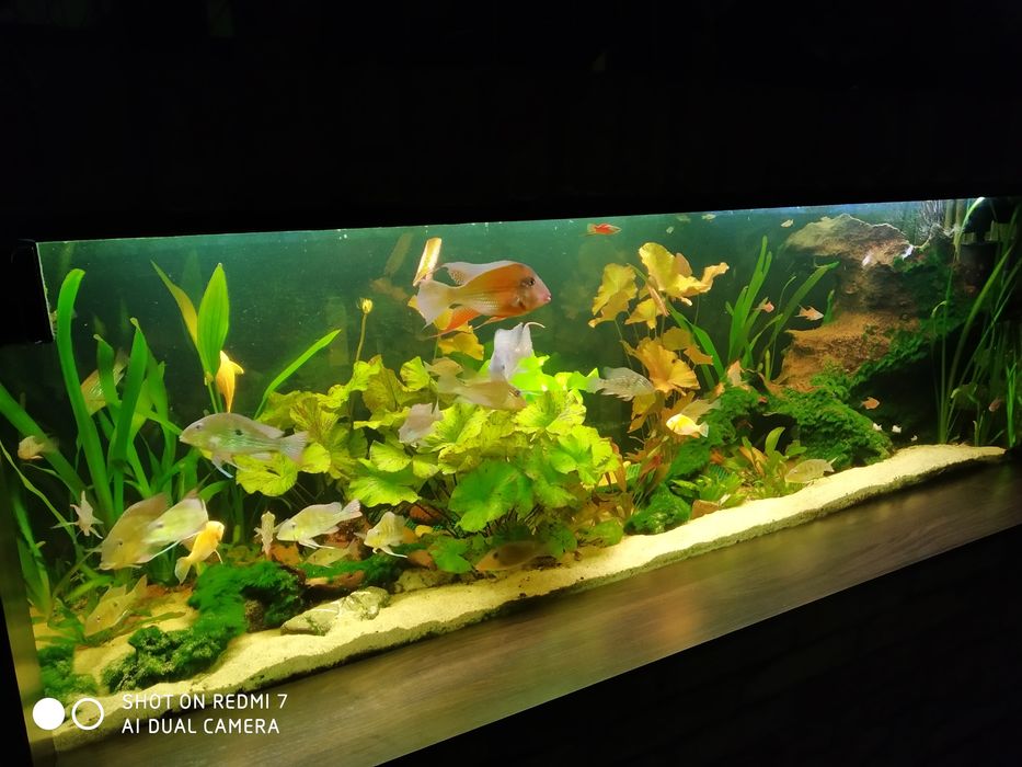 Lotos tygrysi zielony