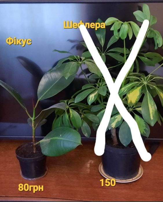 Шефлера,драцена,сингоніум,драцени різні