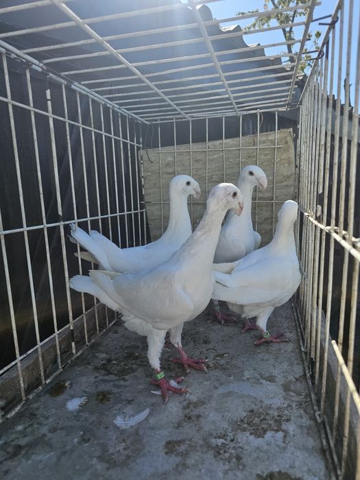 Niemieckie wystawowe białe