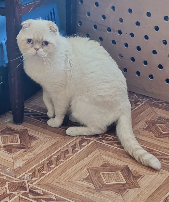 Шотландский скоттиш фолд Гуччи