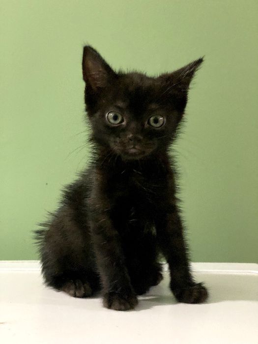 Маленькі кошенята в руки