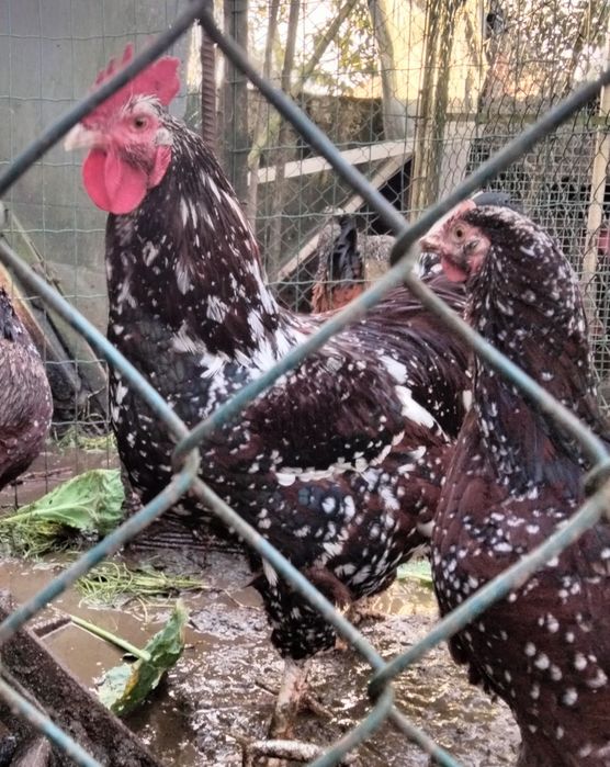 Casal Sussex Tricolor