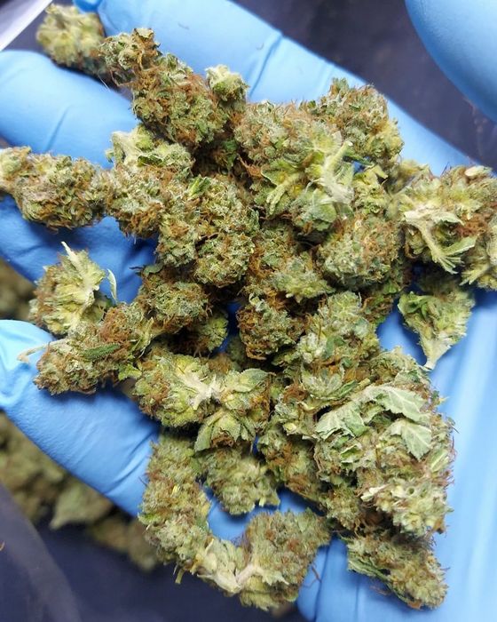 1kg Biomasa CBD Amnesia Special GH susz techniczny