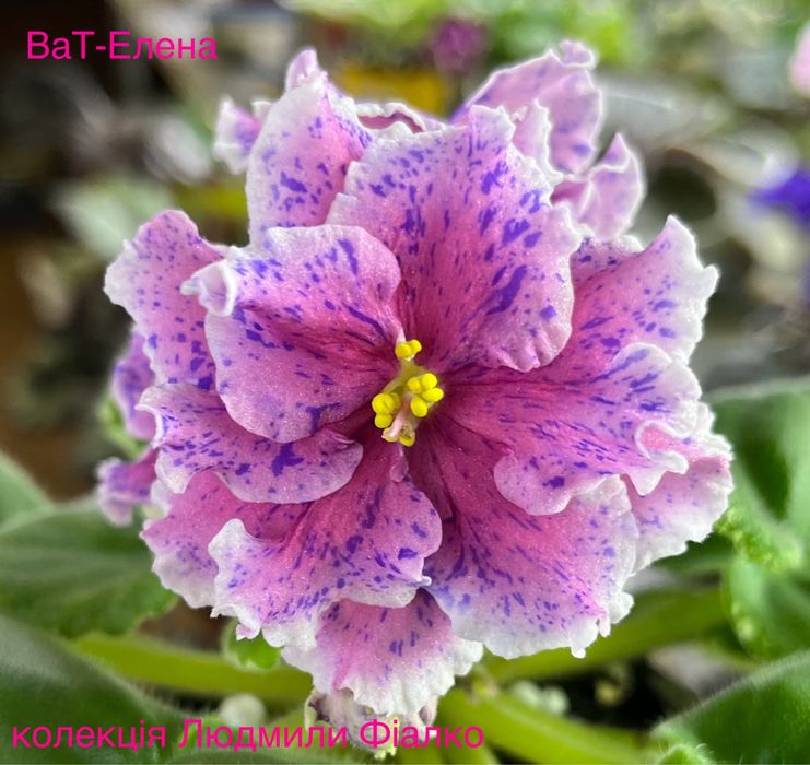 Дітки і стартери сортових фіалочок