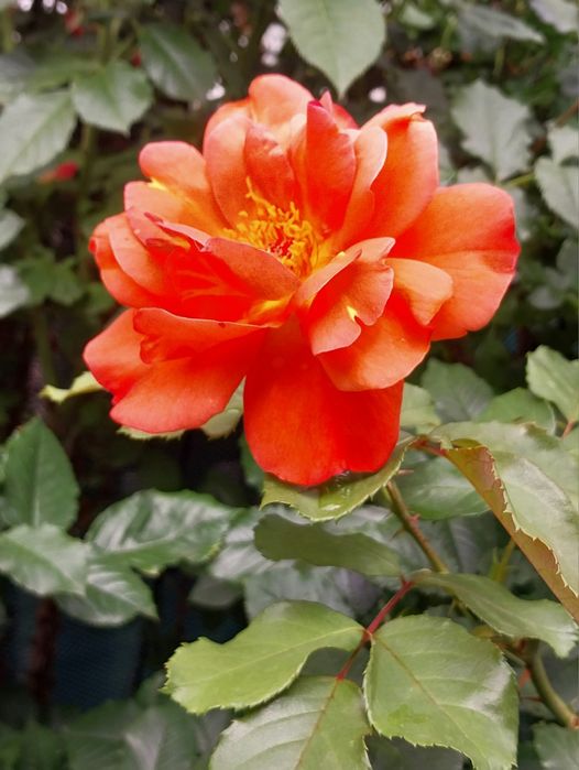 Троянда Вестерленд ( паркова).