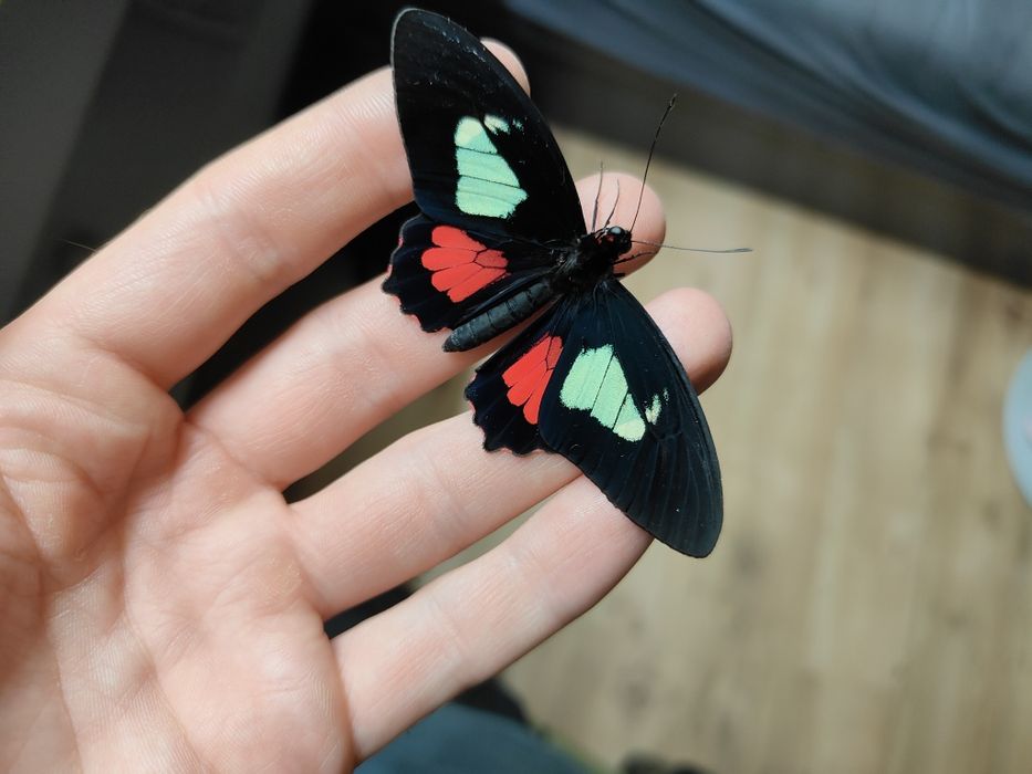 Suszone motyle do preparowania