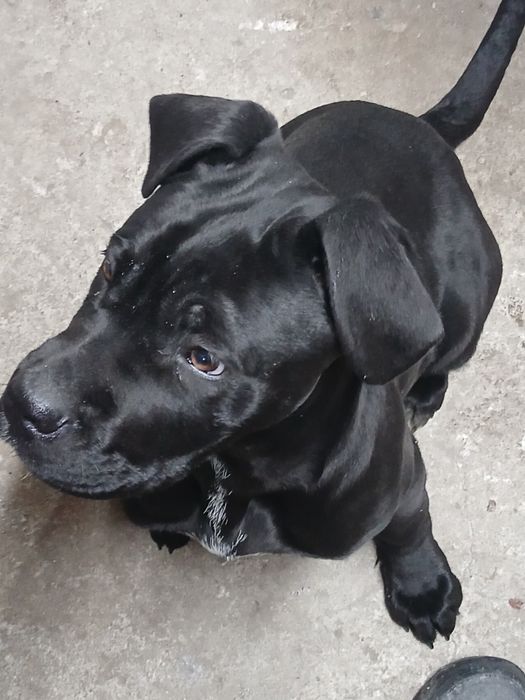 Кане корсо собака