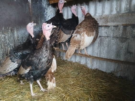 Indory wiecej info pod numerem