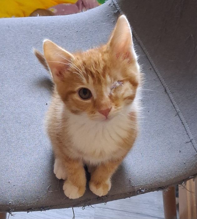 Do adopcji za darmo