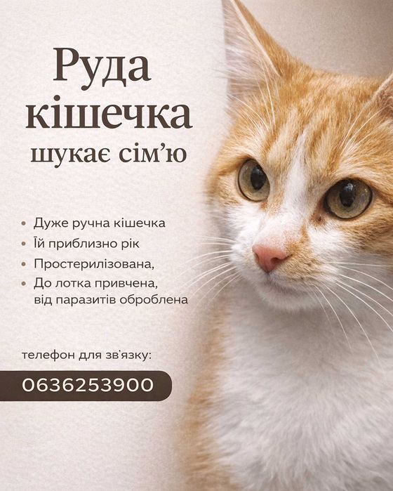 Віддам кішечку в добрі руки