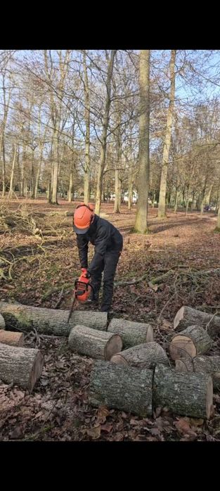 Corte e Abate de Árvores – Serviço Profissional