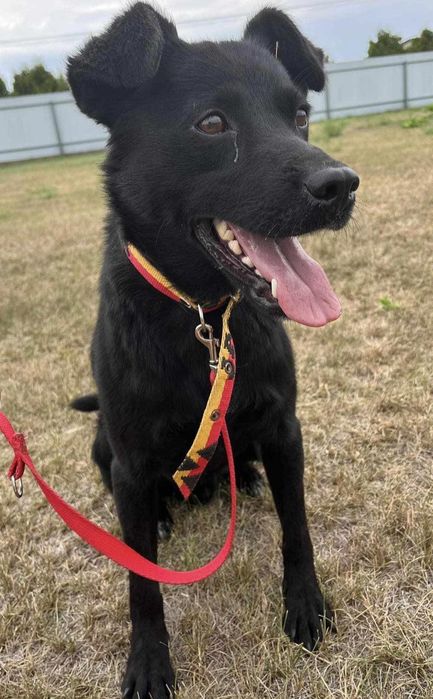 Kodi pies do adopcji