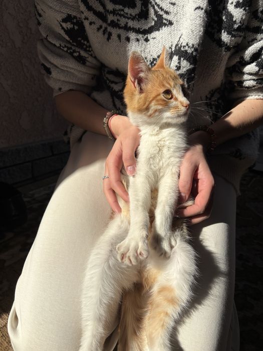 Котенятка віддаємо