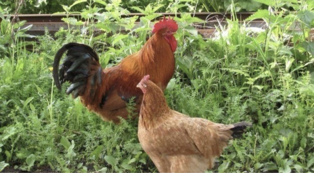 петух большой