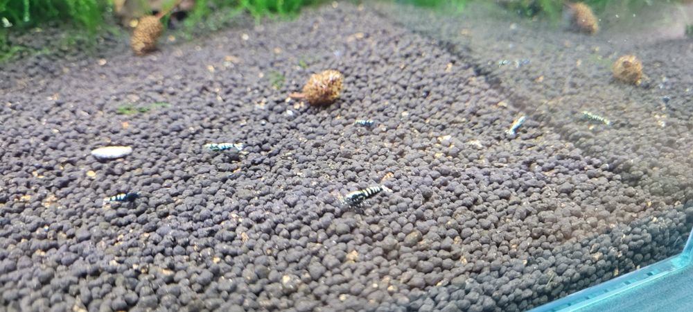 Caridina Pinto  Galaxy Fishbon Boa