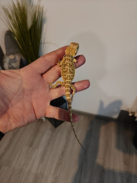 Agama brodata młodzieży