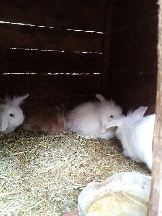 Króliki miniaturki młode