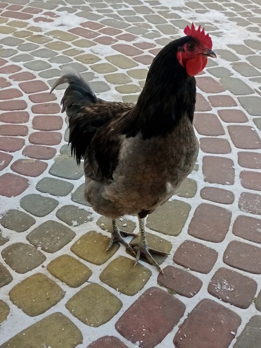 Півень Джерсійський гігант