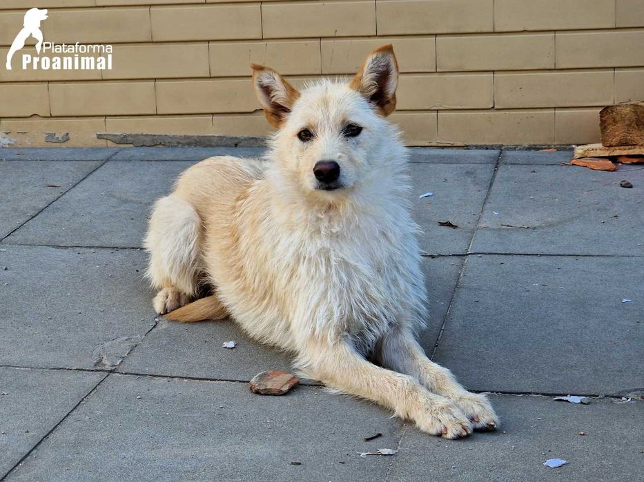 BARONESA - Cadelinha para Adoção!