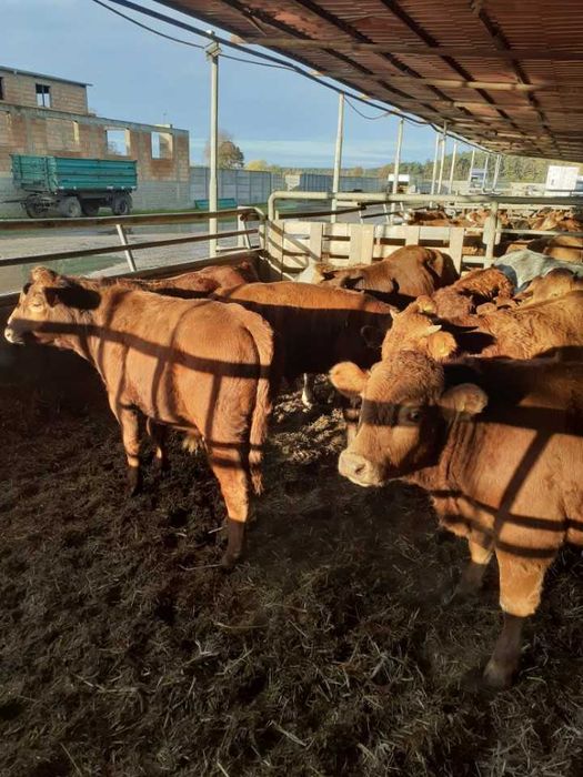 Młode Bydło Opasowe