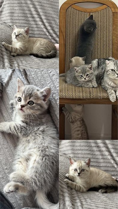 Шотландские прямоухие котята. Скотіш страйт  ( дівчинка і хлопчик)