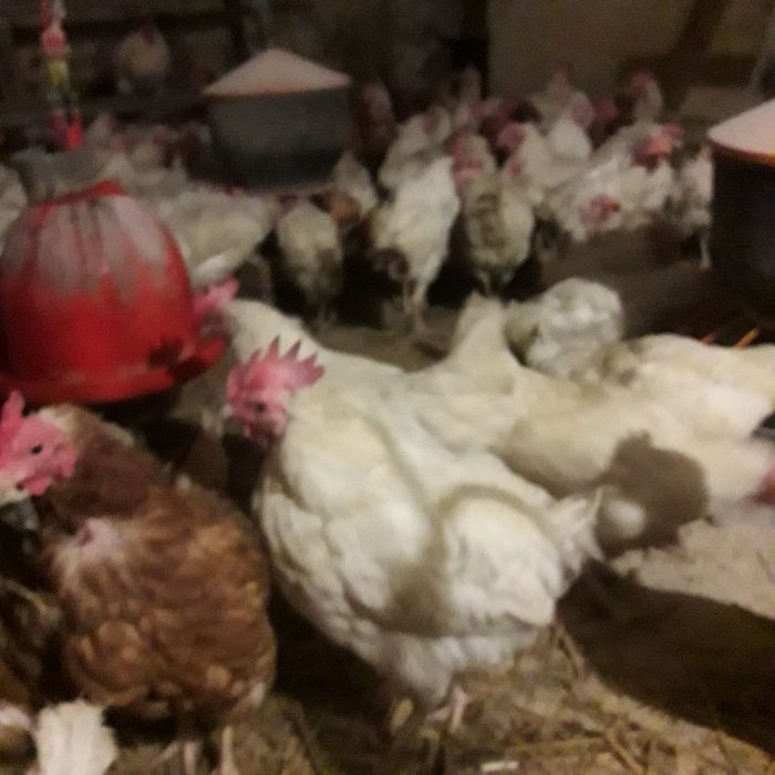 Kury nioski Leghorn Tetra na jajka z wolnego wybiegu kurczaki kurki