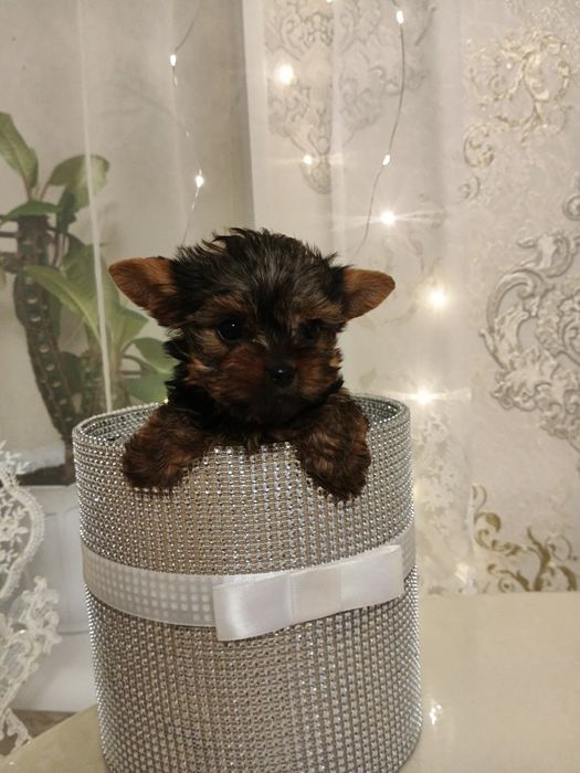 Готова к переезду малышка Йорочка МИКРО