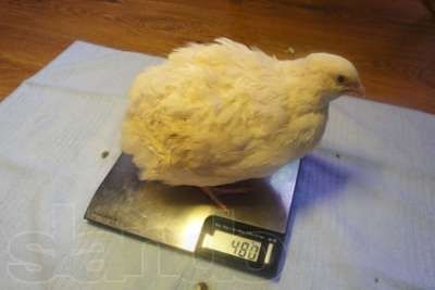 Перепел Tехаs am Whit