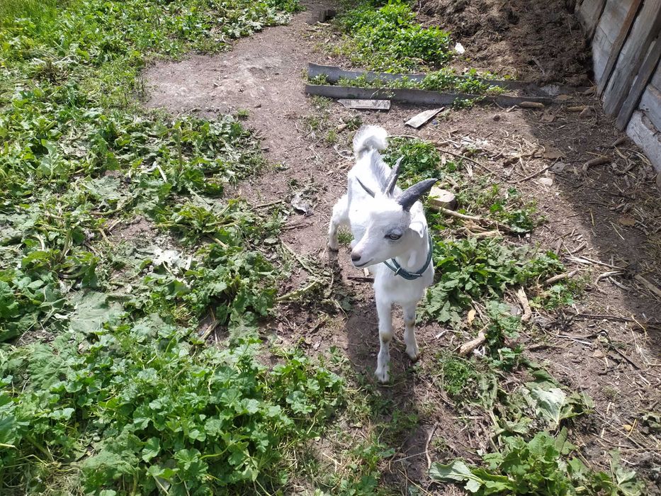 КОЗЕНЯТА хлопчики  продам 3 місяці