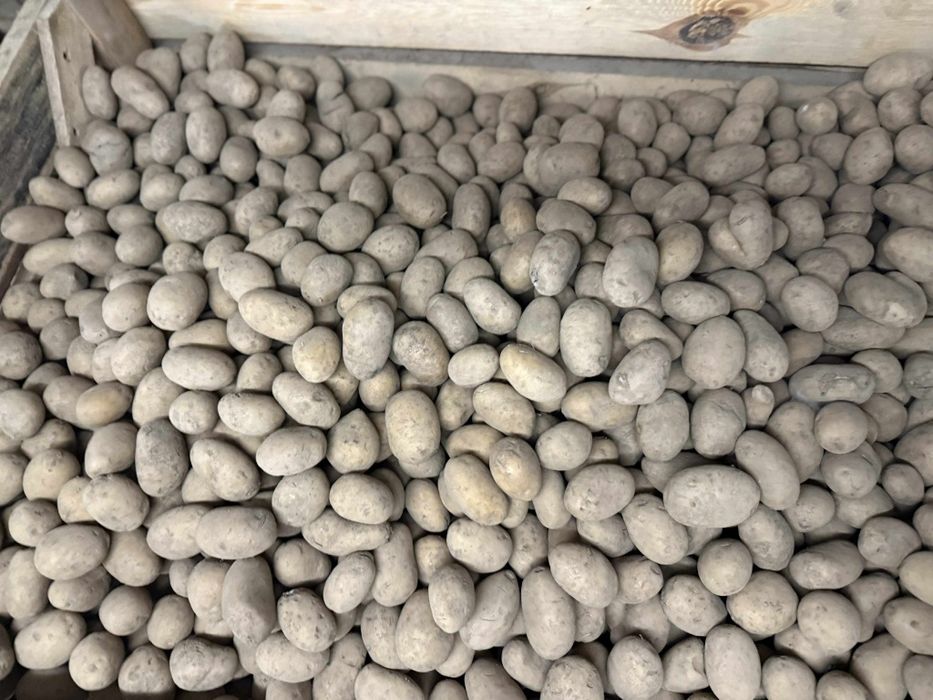 Sprzedam ziemniaki wielkości sadzeniaka