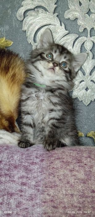 Шотландський хлопчик