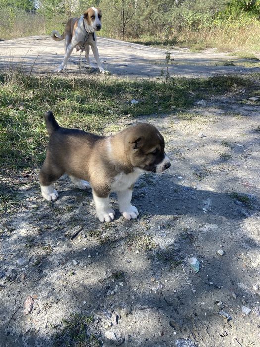 Продаж цуциків Алабай САО