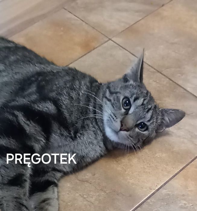 Kotek szuka domu na zawsze