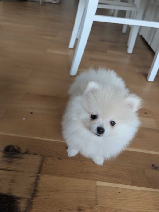 Szpic Miniaturowy, Pomeranian