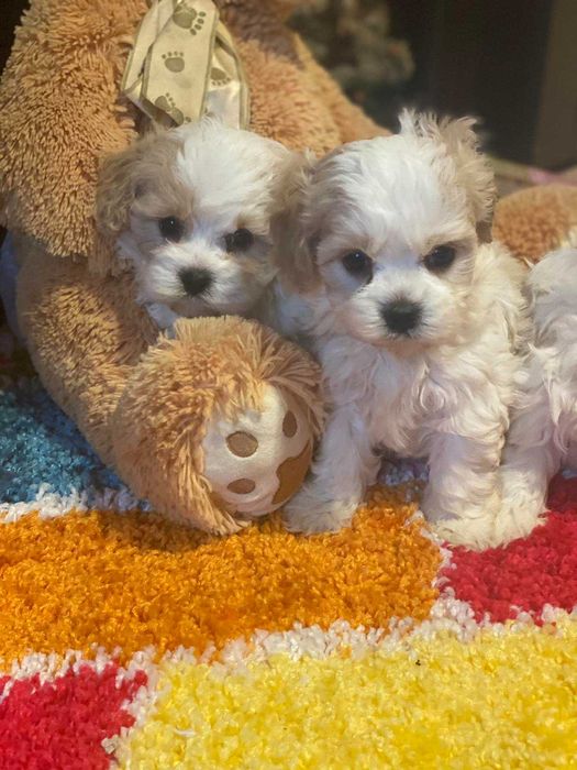 Міні  мальтіпу хлопці та дівчата